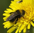 Bombus_campestris