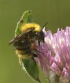 Bombus_pascuorum