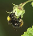 Bombus_pratorum