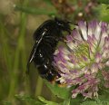 Bombus_rupestris