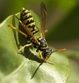 Polistes dominulus