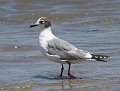 Larus_pipixcan_K524258