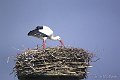 stork