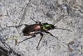 Agonum_sexpunctatum