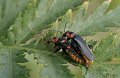 Flugbaggar_parning
