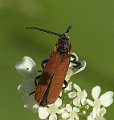 Lygistopterus_sanguineus