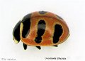 coccinella_trifaciata