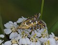 Glyphipterix bergstraesserella