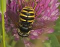 Sericomyia_silentis