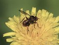 Sicus_ferrugineus