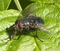 calliphora_vicina _7377