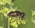 eristales_lineata