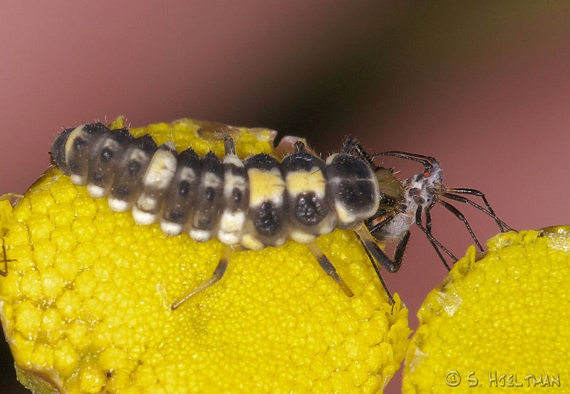 larv och nymf.jpg - En glupsk larv har tagit en skinnbaggsnymf till lunch.
