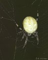 Aranenus_quadratus_fem