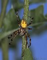 Araneus_quadratus_m