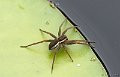 dolomedes