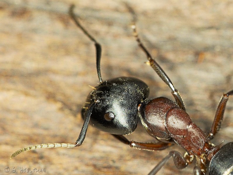 myra001b.jpg - Hästmyra, Camponotus herculeanus